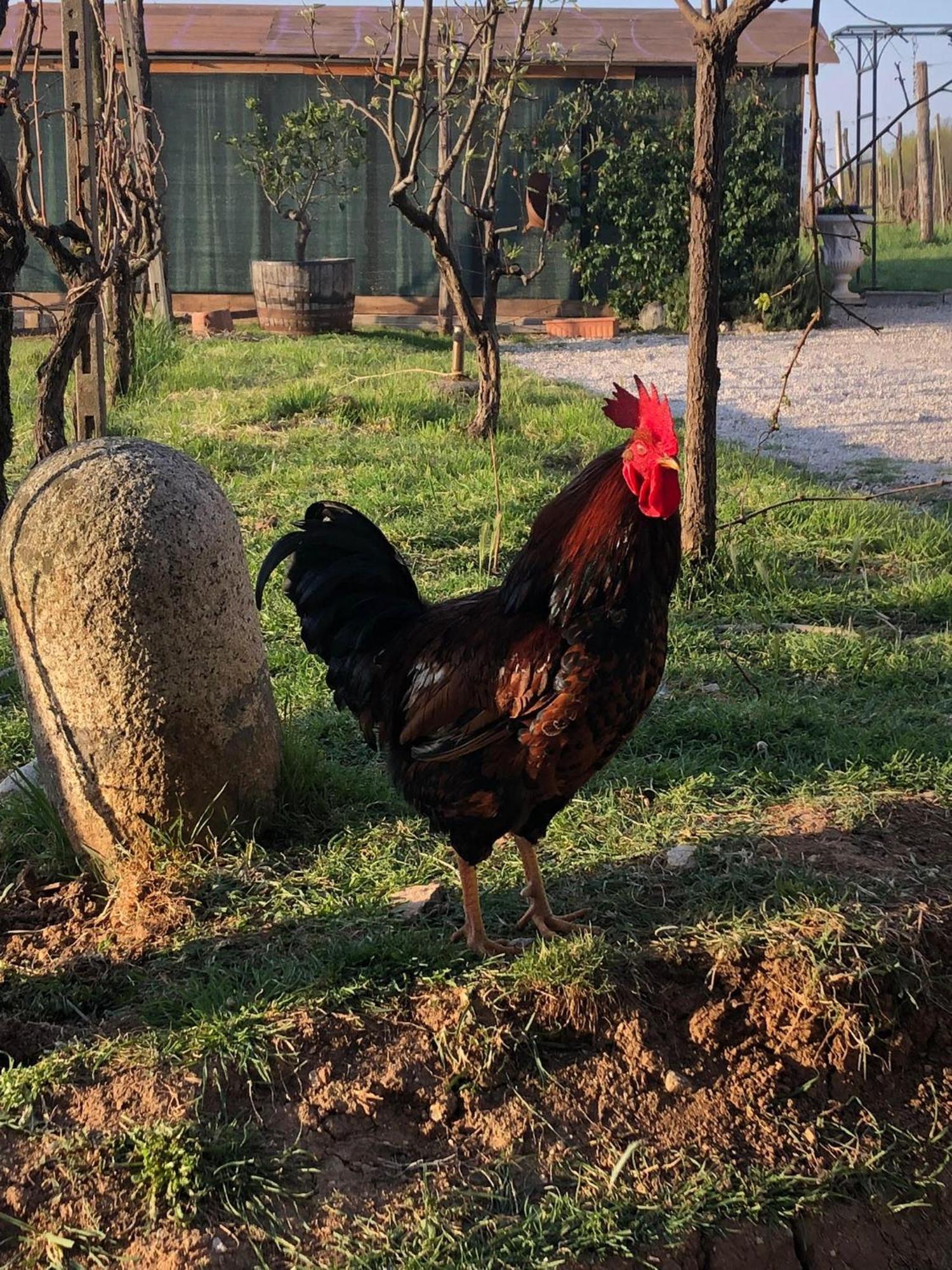 גאוורדו La Bosca Agriturismo מראה חיצוני תמונה